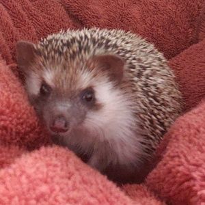 Meet your Posher, Faith